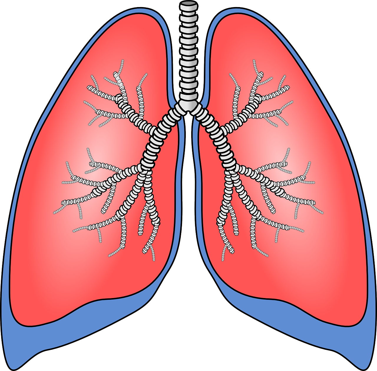 lungs, organ, anatomy-154282.jpg