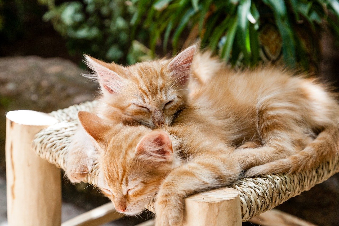 kittens, pets, sleeping-1916542.jpg